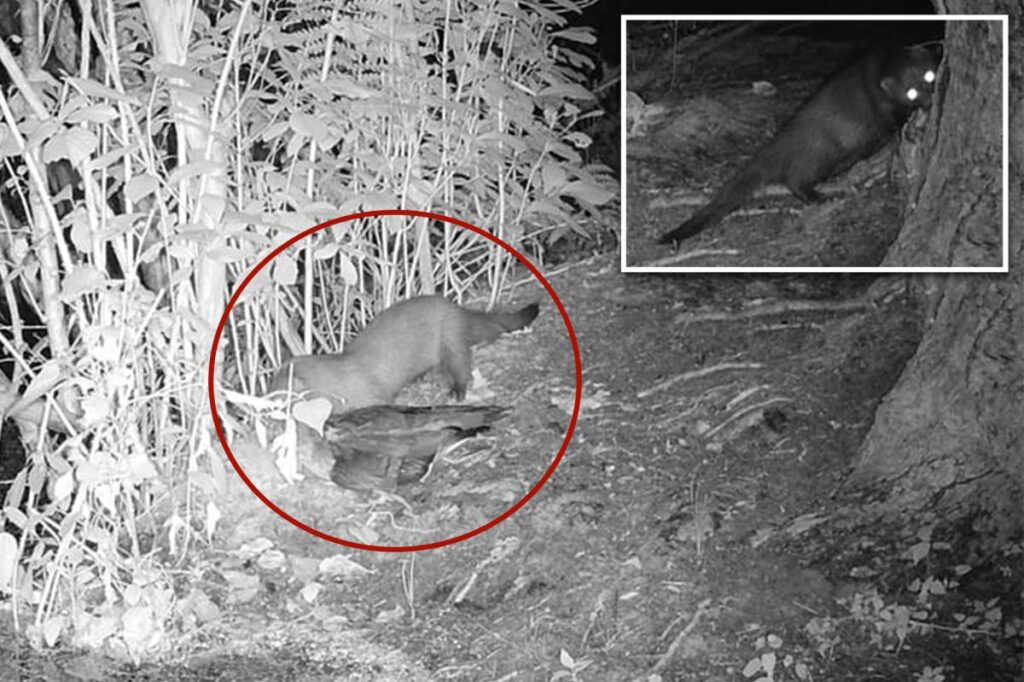 Rare American mink possibly spotted on Long Island for first time in 31 years Rare American mink possibly spotted on Long Island for first time in 31 years