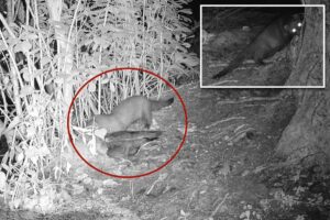 Rare American mink possibly spotted on Long Island for first time in 31 years