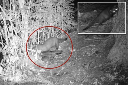 Rare American mink possibly spotted on Long Island for first time in 31 years