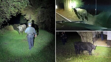 Late-night bull run ends with a little cowboy know-how on busy California highway