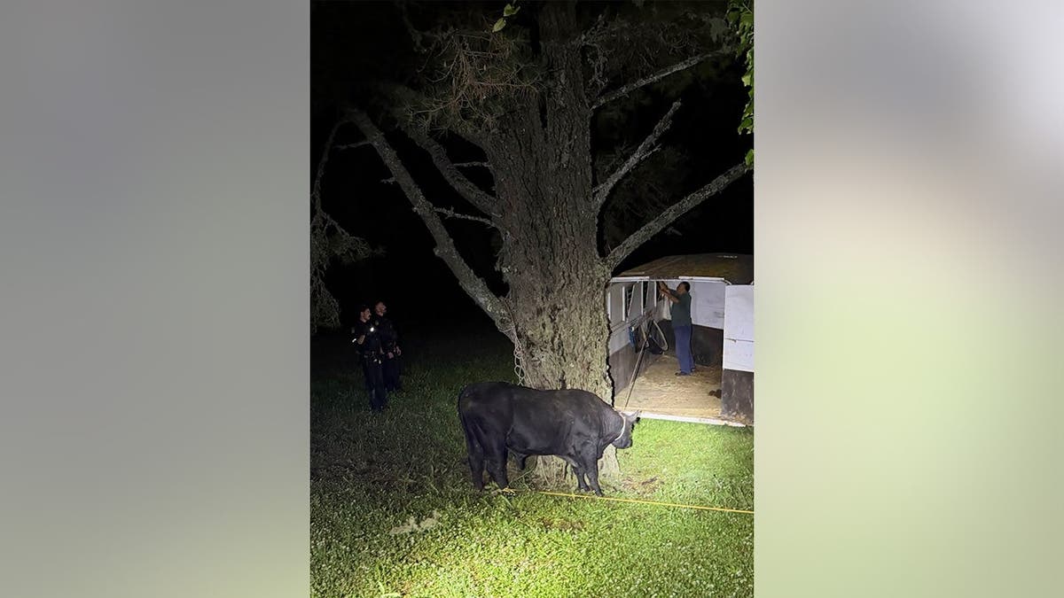 A loose bull is secured