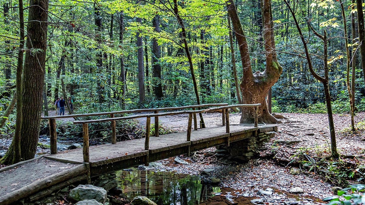 view of foot bridge surrounded by wilderness and trees