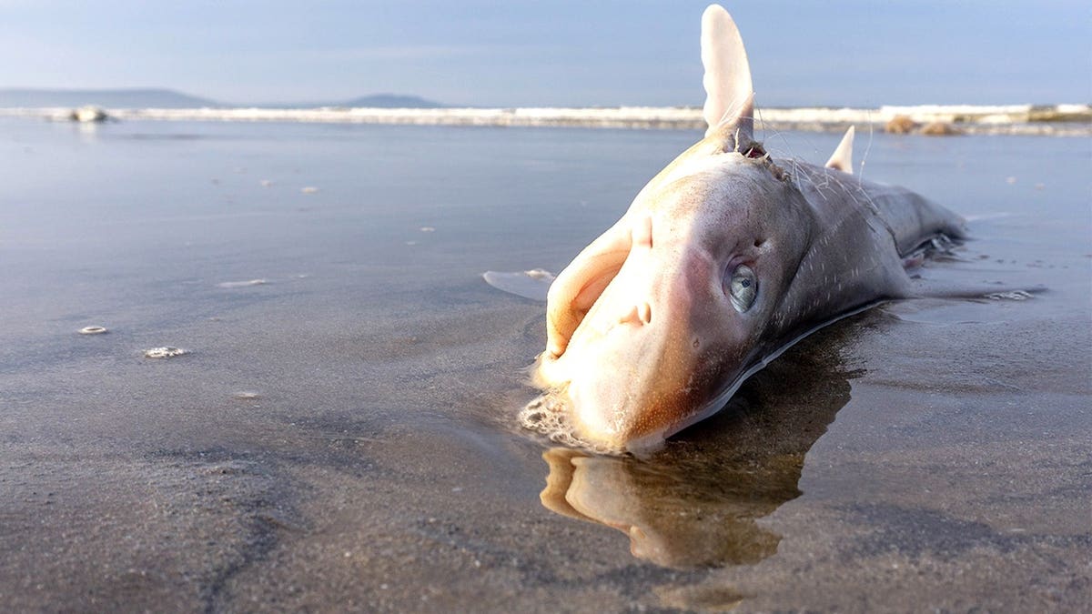 View of dead dogfish on shore
