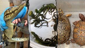 69 live animals found stuffed in pillowcases in hidden car compartment after border arrest: Feds