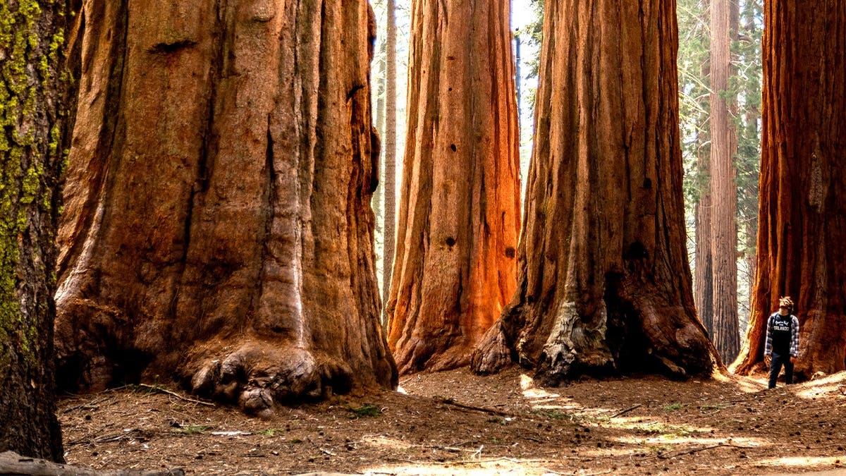 View of tourist with towering Sequoia National Park trees