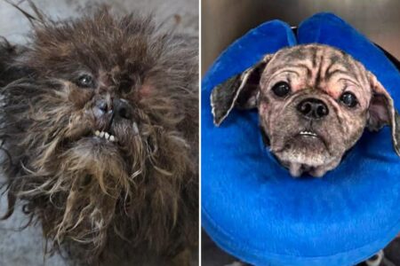 2 abandoned dogs rescued from squalid NYC basement:  ‘We don’t know how they survived this long’