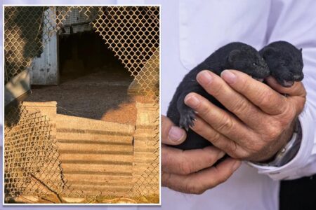 1,500 mink escape from Oregon farm after fence is cut open reportedly by extremist animal rights group
