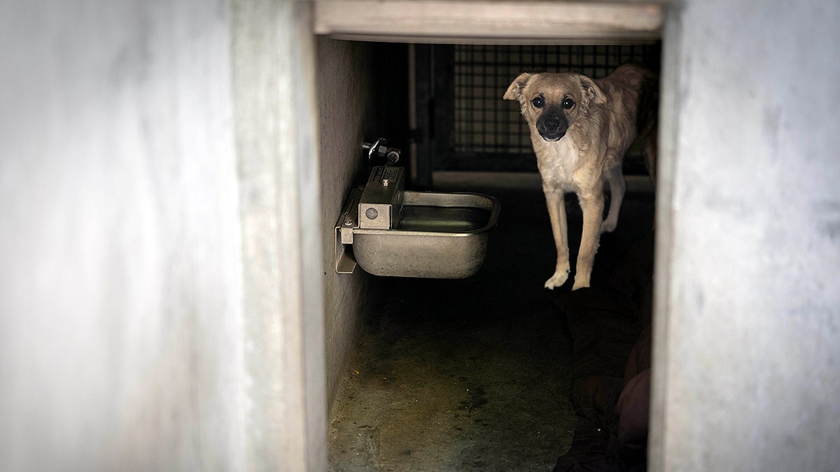 Dog in Los Angeles animal shelter