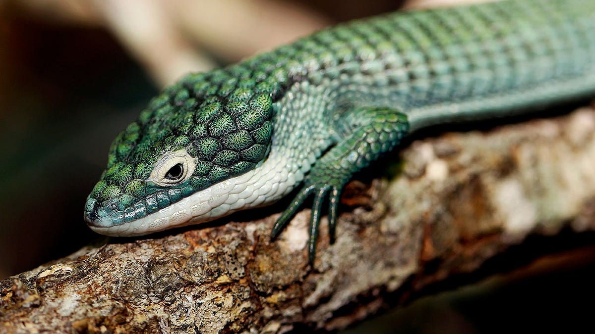 Adult alligator lizard resting on a branch.