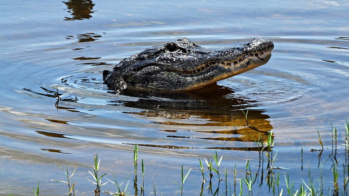 American alligator in water in the Florida Everglades.