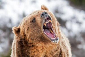 Alaska runner hospitalized after using bear spray to fight off brown bear on trail Alaska runner hospitalized after using bear spray to fight off brown bear on trail