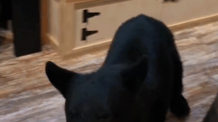 Bear crashes couple’s anniversary getaway, rummages through Tennessee tea shop before jumping on counter