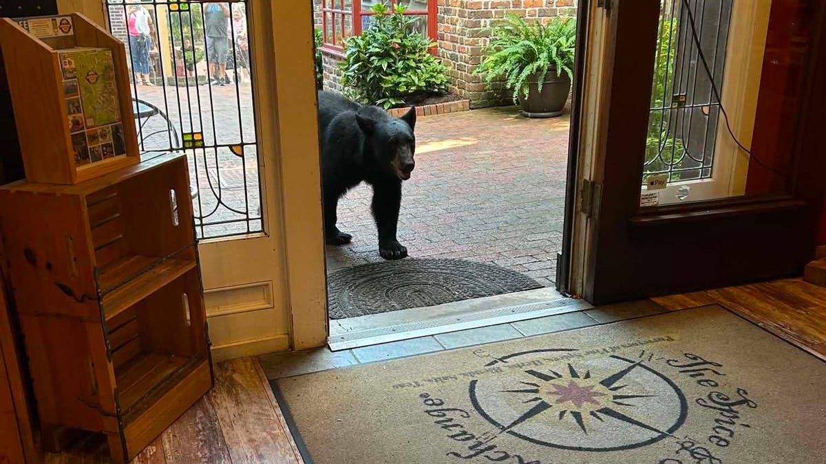 A bear wandered into The Spice & Tea Exchange of Gatlinburg