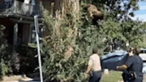 WATCH: Young bear takes rough tumble from Denver tree after wildlife officers tranquilize it WATCH: Young bear takes rough tumble from Denver tree after wildlife officers tranquilize it