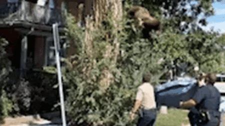 WATCH: Young bear takes rough tumble from Denver tree after wildlife officers tranquilize it WATCH: Young bear takes rough tumble from Denver tree after wildlife officers tranquilize it