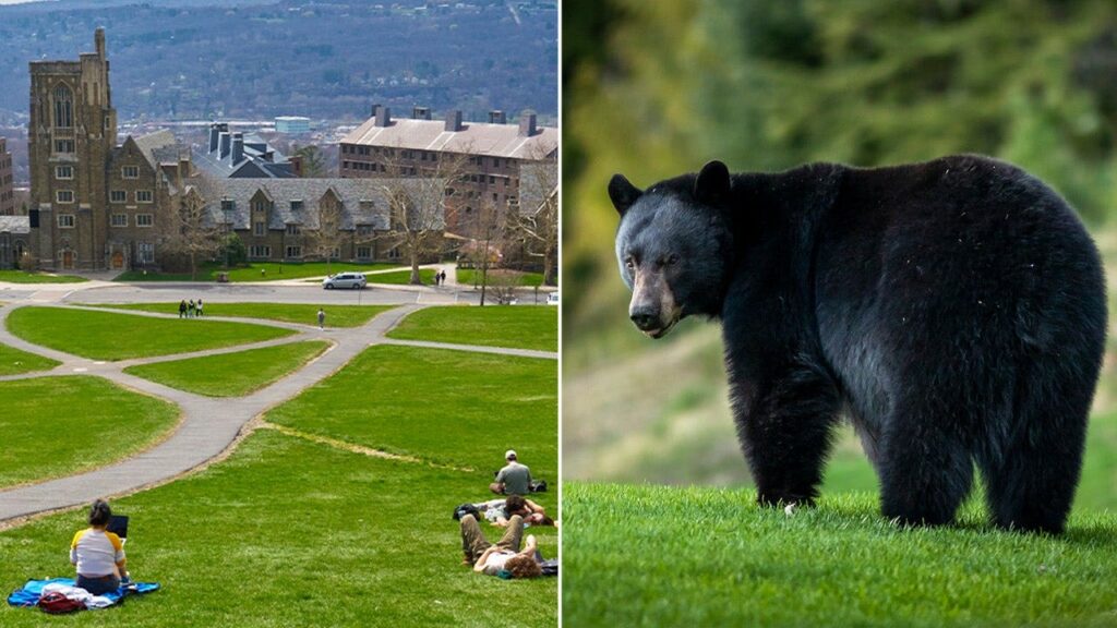 Cornell bans bear butchering after students carved up creature in dorm kitchen Cornell bans bear butchering after students carved up creature in dorm kitchen