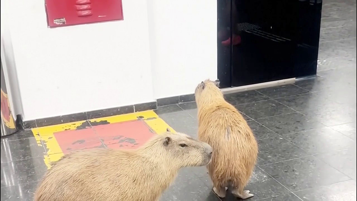Capybaras