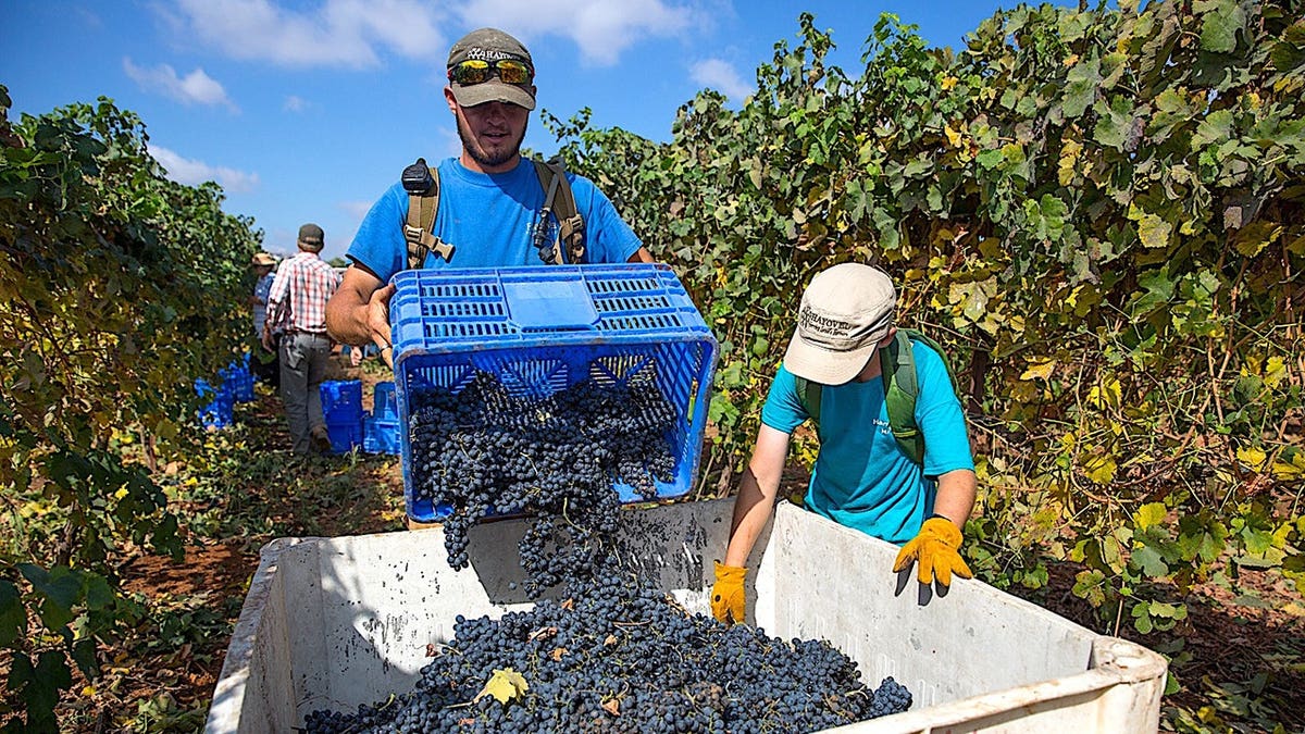 Hayoval volunteers in Israel