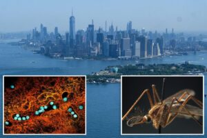 First 2026 case of dangerous West Nile Virus detected in NYC: officials