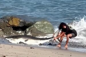 Moment unbothered fisherman drags huge shark back into the ocean on LA beach
