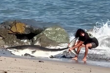 Moment unbothered fisherman drags huge shark back into the ocean on LA beach