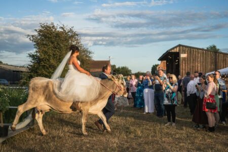 Bride rides favorite cow down aisle at wedding before marrying farmer