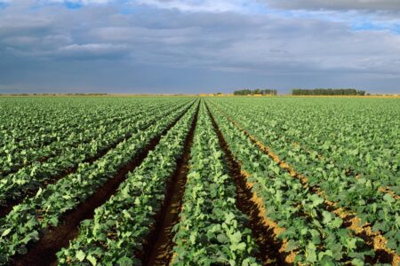 America’s favorite vegetable under major threat of looming California droughts: new research