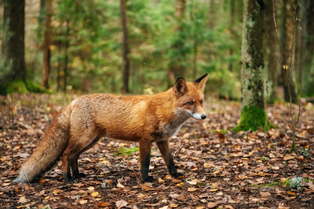 Fox that may be infected with rabies is roaming this NYC borough, officials warn