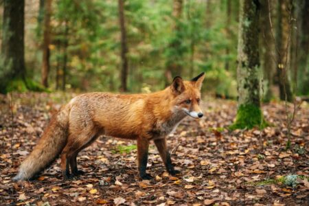 Fox that may be infected with rabies is roaming this NYC borough, officials warn