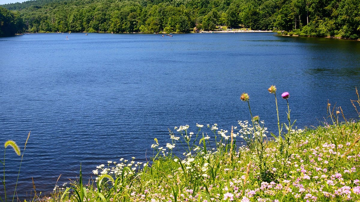 Cunningham Falls State Park in Maryland with forested landscape