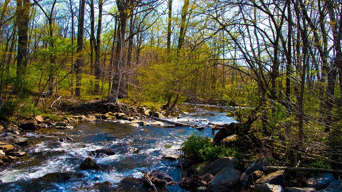Scenic views of forested landscape and waterfall at Cunningham Falls State Park, Maryland.