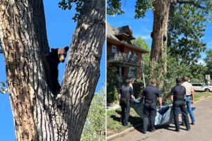 Young bear takes rough tumble from Colorado tree after wildlife officers tranquilize it