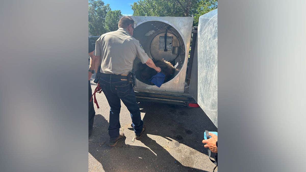 A Colorado Parks and Wildlife officer places a tranquilized black bear into a transport enclosure