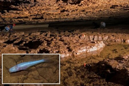 Scientists discover new eyeless ‘demon cavefish’ in Alabama cave beneath Army base Scientists discover new eyeless ‘demon cavefish’ in Alabama cave beneath Army base