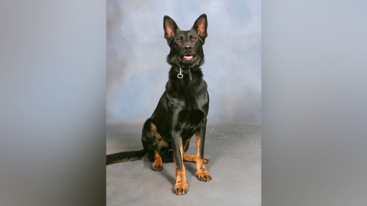 K-9 Ace