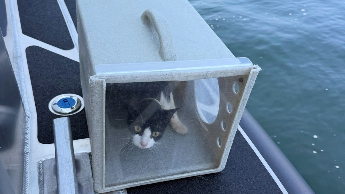 A cat discovered aboard a sailboat