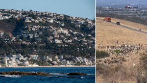 Hero sheepdog becomes unlikely rescue partner after unexpected move aids first responders