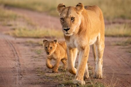 300-pound lioness and cub reportedly on the loose in central Indiana