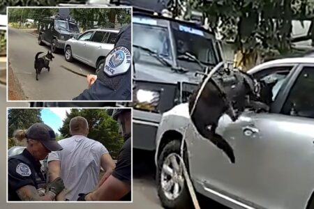 Washington police K-9 leaps into action after suspected impaired driver refuses to surrender