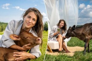 First-ever ‘cow spa’ will offer bovine grooming massages and ‘hoof-care’ — for humans First-ever ‘cow spa’ will offer bovine grooming massages and ‘hoof-care’ — for humans
