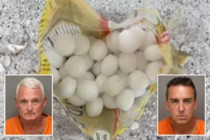 Florida business owners allegedly scattered 1,500 mothballs on beach to scare off endangered birds