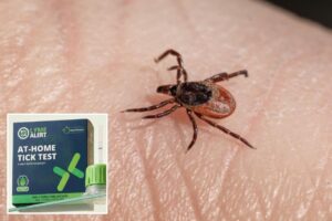 ‘TickCrusher’ kit that could help you dodge weeks of Lyme disease anxiety in 15 minutes ‘TickCrusher’ kit that could help you dodge weeks of Lyme disease anxiety in 15 minutes