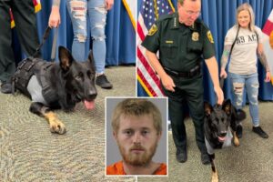 Heroic Florida K-9 returns to sheriff’s office days after being shot protecting 3 deputies, losing leg