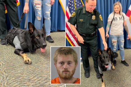 Heroic Florida K-9 returns to sheriff’s office days after being shot protecting 3 deputies, losing leg