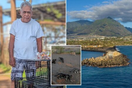 Beloved cat caretaker brutally beaten to death while feeding pets in Hawaii