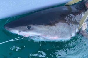 Great white shark Percy pings 14 miles from Long Island coast