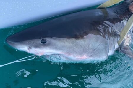 Great white shark Percy pings 14 miles from Long Island coast