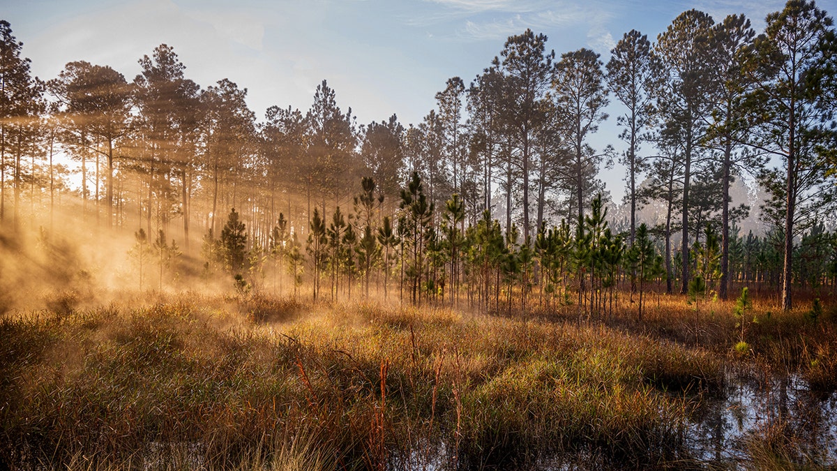 ocala national forest