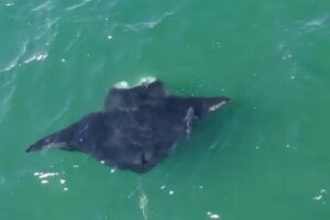 Oceanic manta ray spotted off Long Island coast in rare New York sighting