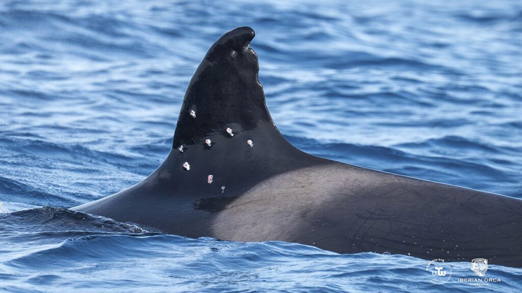 One of world’s oldest orca whales found with possible shotgun wounds as officials launch investigation